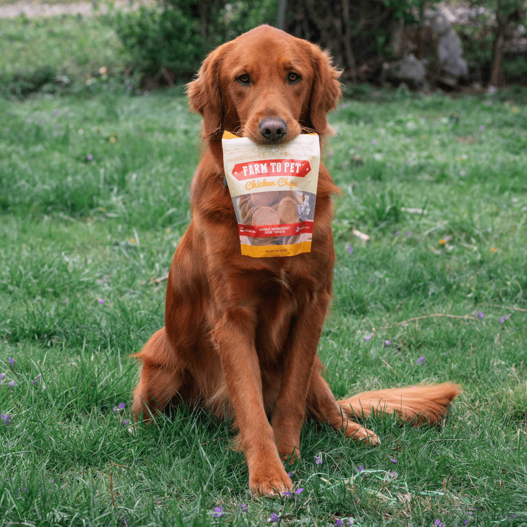 Farm to Pet Chicken Chips — Single-Ingredient Dog Treats