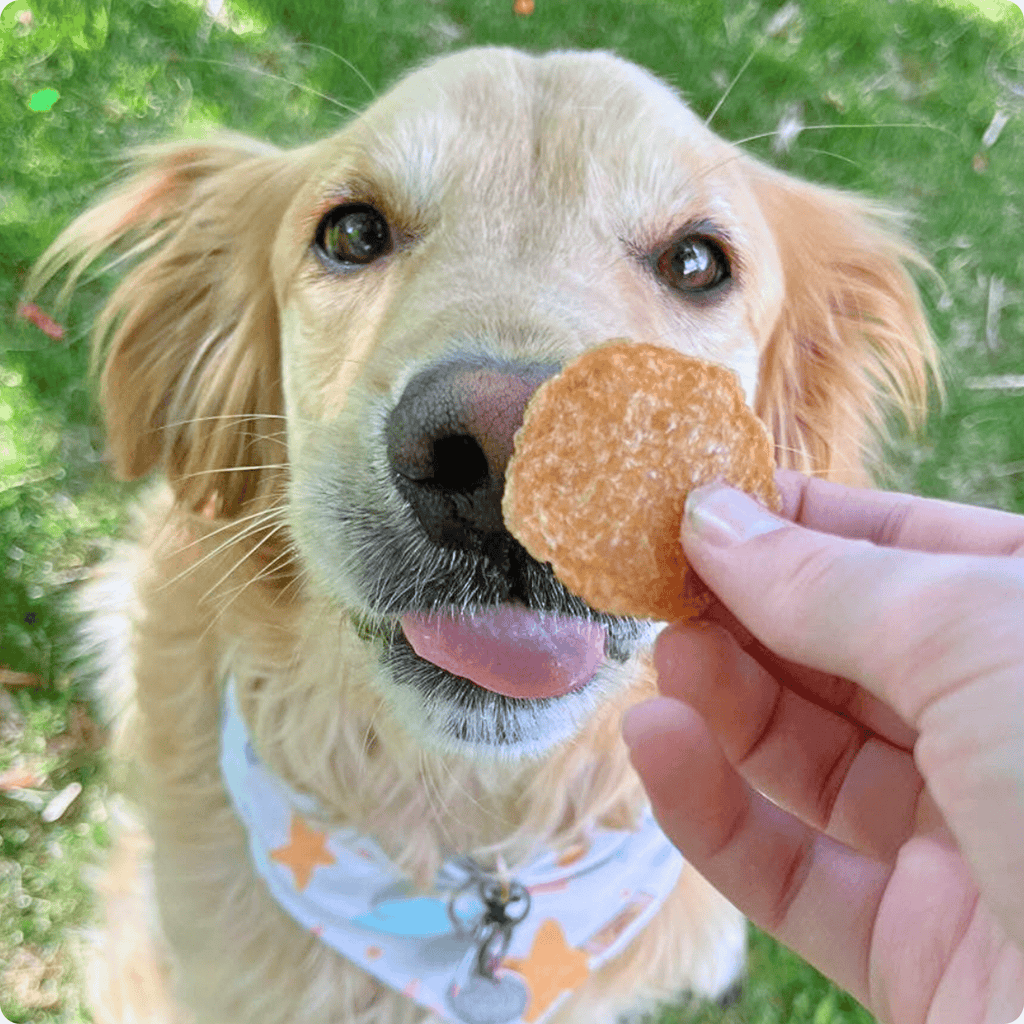 Farm to Pet Chicken Chips — Single-Ingredient Dog Treats