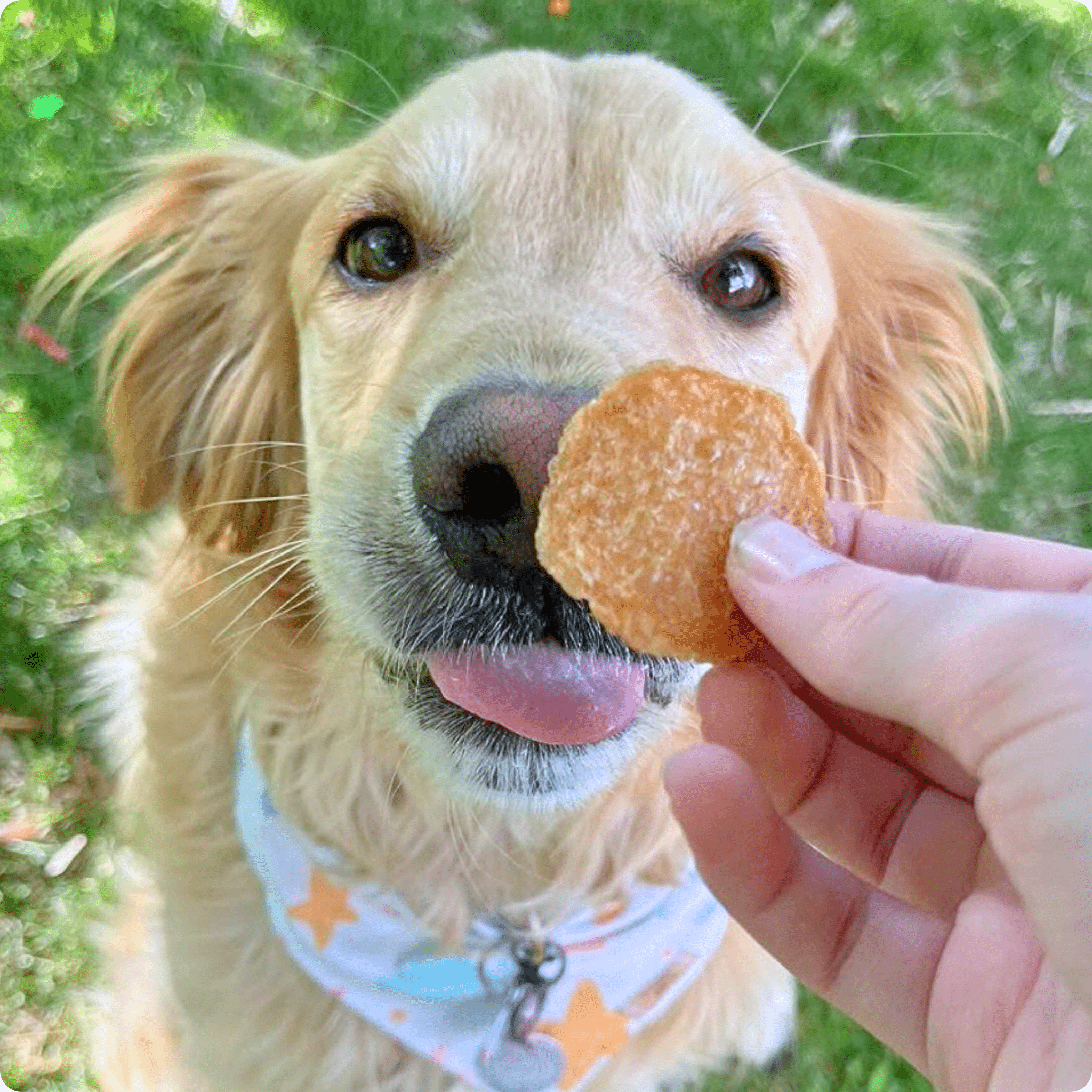 Farm to Pet Chicken Chips — Single-Ingredient Dog Treats